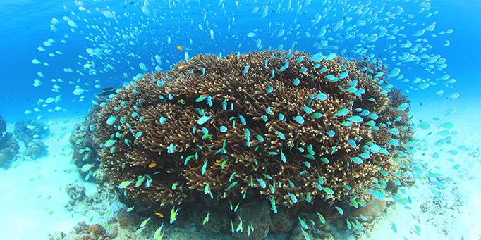 サンゴに集まる魚群