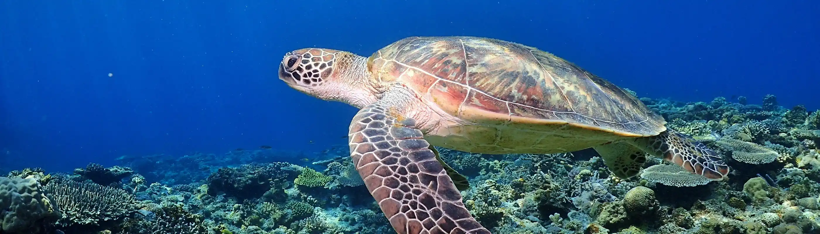 ウミガメの画像