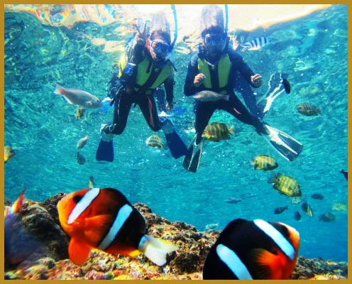 沖縄の綺麗な海の中の鮮やかな魚たち
