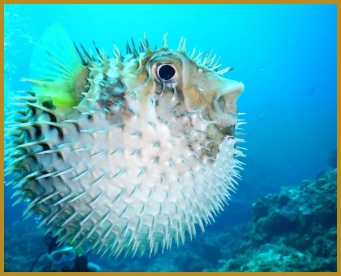 海の生き物と間近で一緒に泳ぐ