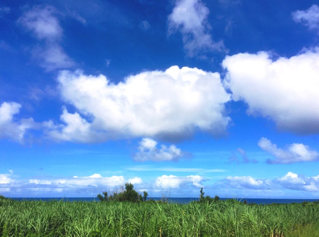 Step.3の写真
